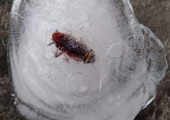 <b>将蟑螂冻成“冰块” 它会死吗 实验告诉</b>
