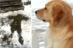 主人雪地失足瘫痪 爱犬用身体帮取暖