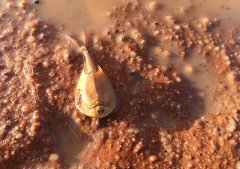 一场罕见的大雨 惊见2亿年前的生物“沙