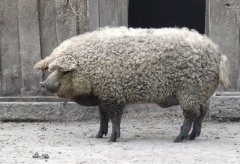 罕见而又古老的品种“绵羊猪” 毛可制