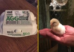 超市买了一盒鸡蛋 竟然真的能孵出“小