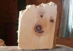 神奇的巧合 木头“封印”了一张萌狗脸
