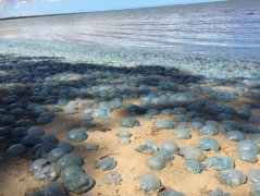 奇特的场景 海滩被数千水母霸占 无从下