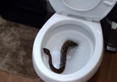 厕所马桶里惊见响尾蛇 这一捉 竟捕获